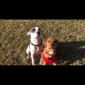 Meet your Posher, Bella